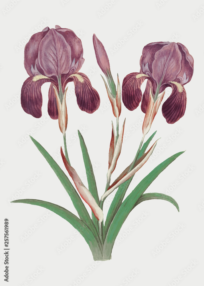 Purple iris in vintage style