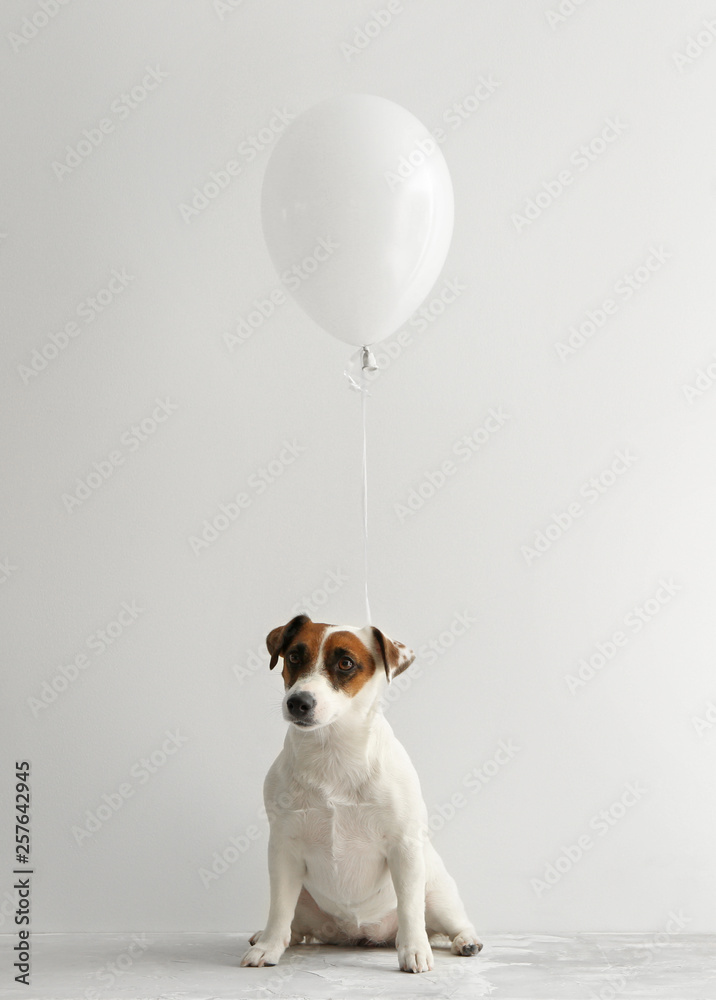 白底带气球的可爱狗狗
