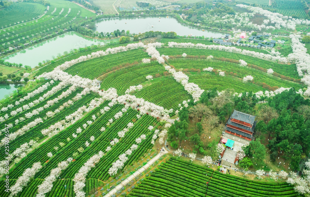 Tea Garden Overlooking Fenghuanggou Scenic Area in Nanchang County ，Chinese tea garden  