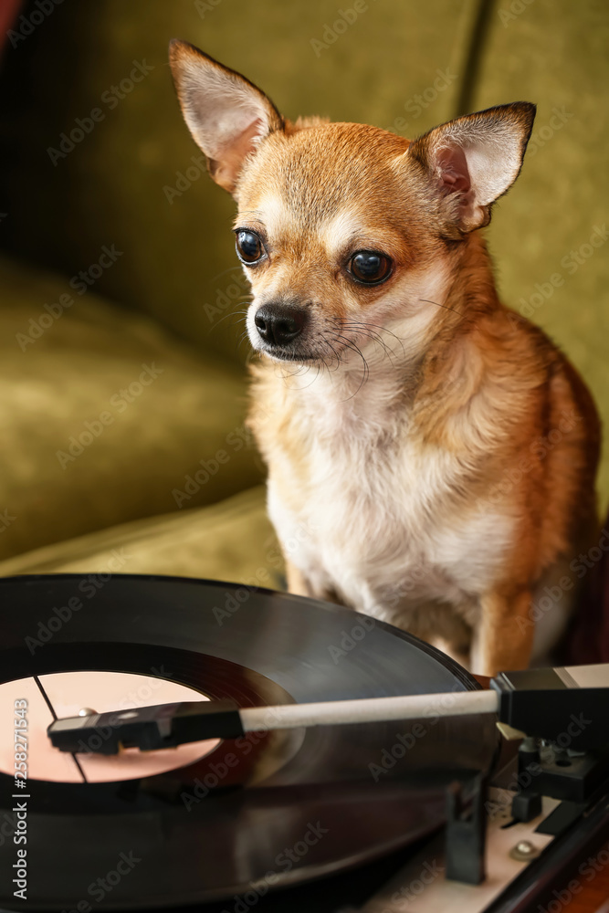 沙发上放着黑胶唱片的可爱有趣的狗靠近录音机