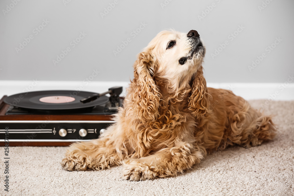 可爱有趣的狗躺在地毯上，靠近带黑胶唱片的唱片播放器