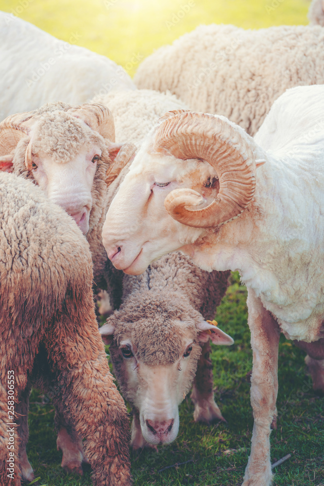 夏天，羊在农舍的绿草地上。