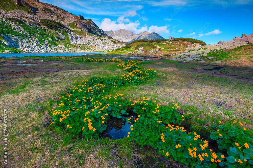 罗马尼亚雷泰扎特山脉，五颜六色的黄色花朵和高山小溪