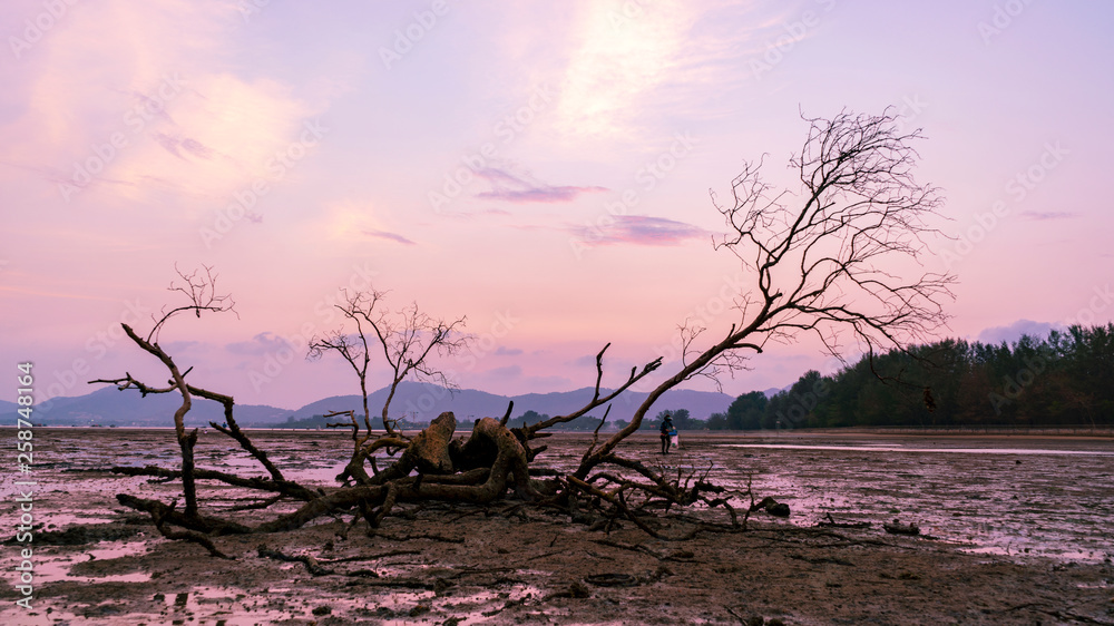 热带海洋中的枯树日落或日出傍晚时间