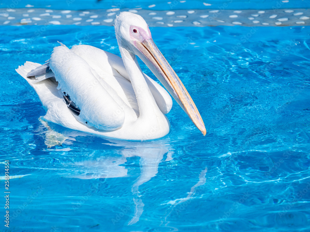 黄色长喙白鹈鹕在水池中游泳，特写