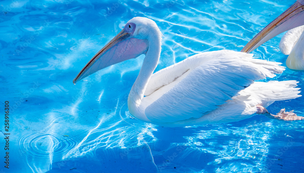 黄色长喙白鹈鹕在水池中游泳，特写