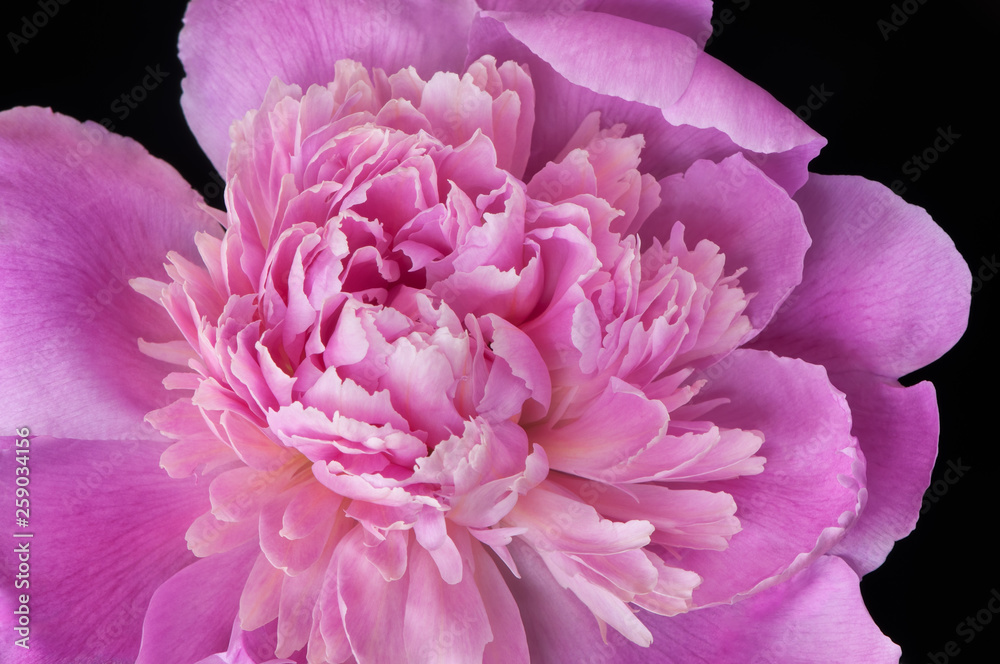 黑色背景上的粉红色牡丹花。微距照片，景深浅，焦点柔和。