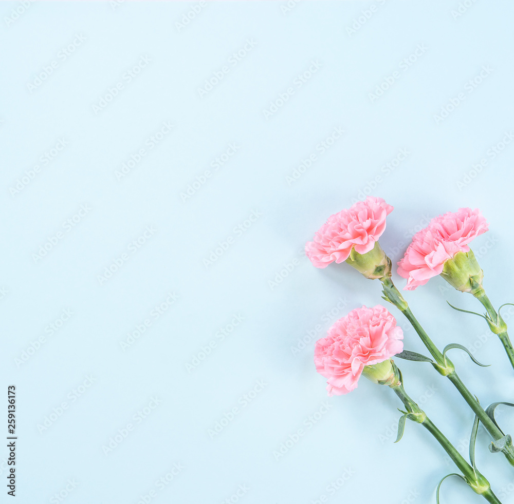 Beautiful fresh blooming baby pink color tender carnations isolated on bright blue background, mothe