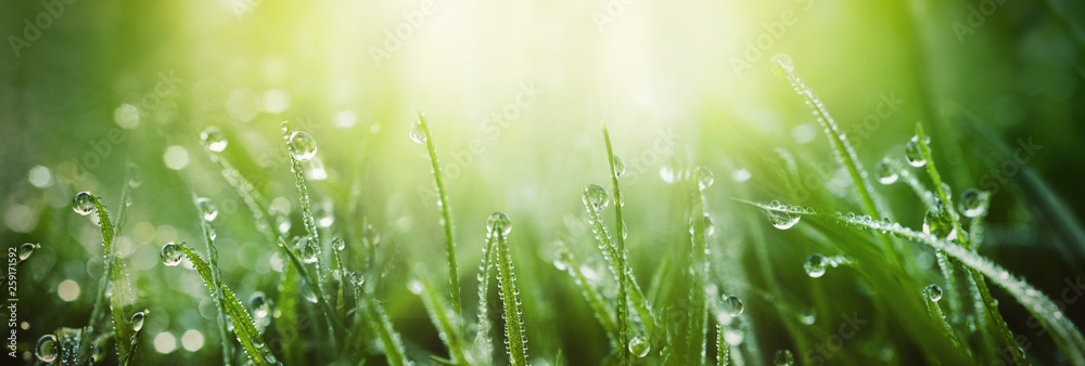 春夏户外，草地上多汁茂盛的绿草，晨曦中有水滴