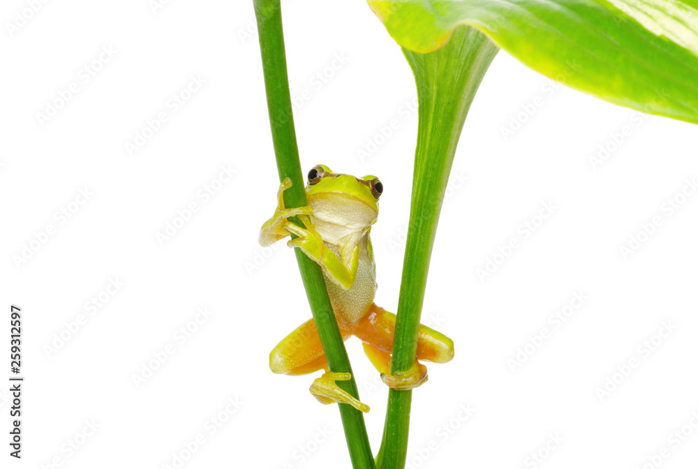 植物上的树蛙