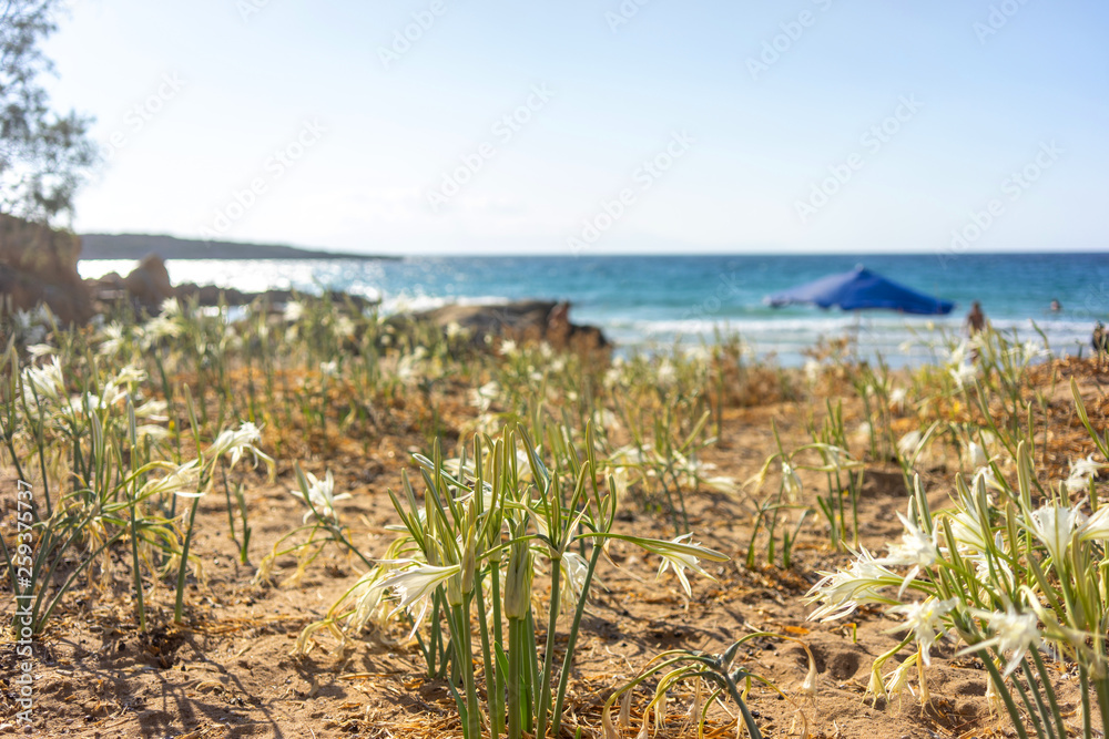 ancratium maritimum, or sea daffodil, flower of white flakes on the beach, Crete, Greece