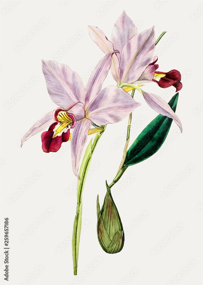 Cattleya花