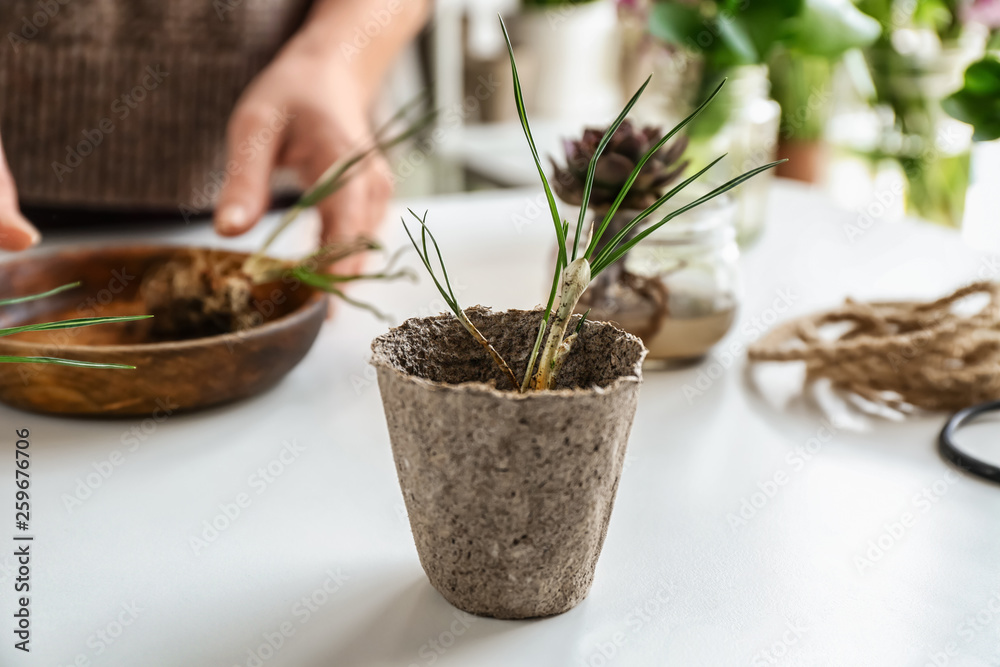 餐桌上盆栽的新鲜植物