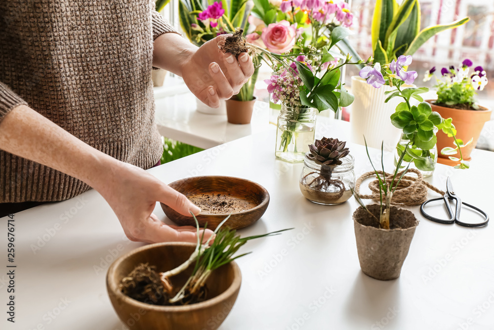妇女在餐桌上移植新鲜植物