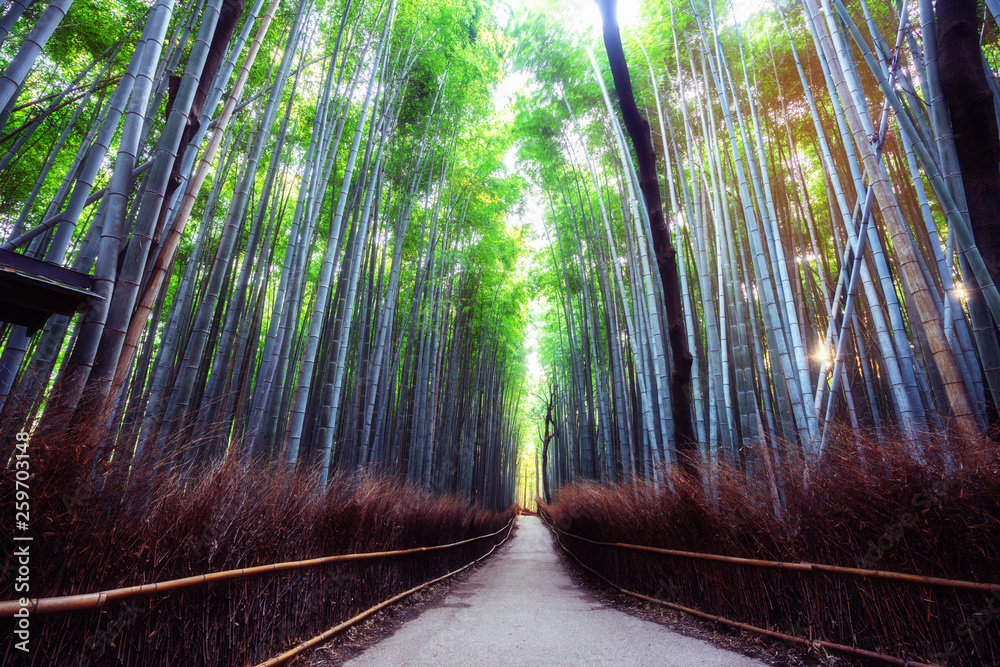 Arashiyama Bamboo Forest famous place in Kyoto Japan. - The Arashiyama Bamboo Grove is one of Kyoto’