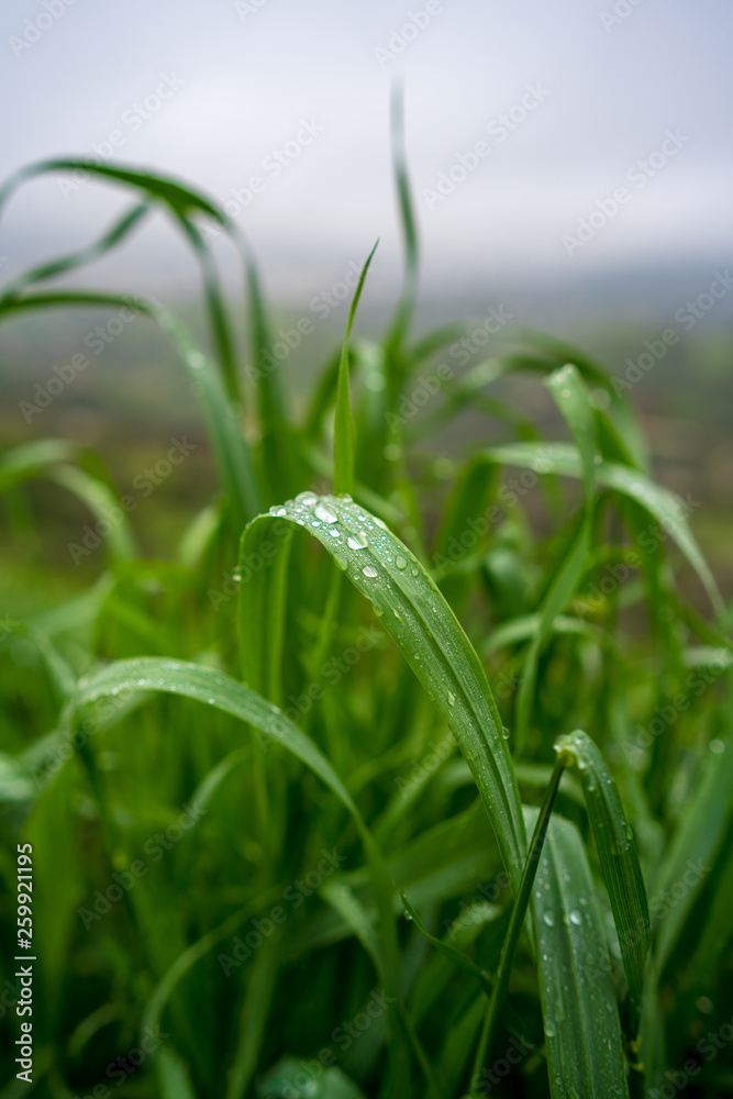 雨天的草宏，水滴