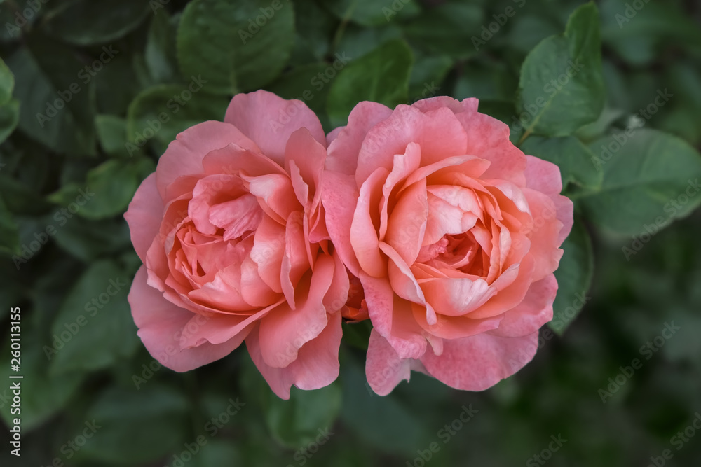 Two buds of red roses blooming in the garden. Macro photo with shallow depth of field. Can be used a