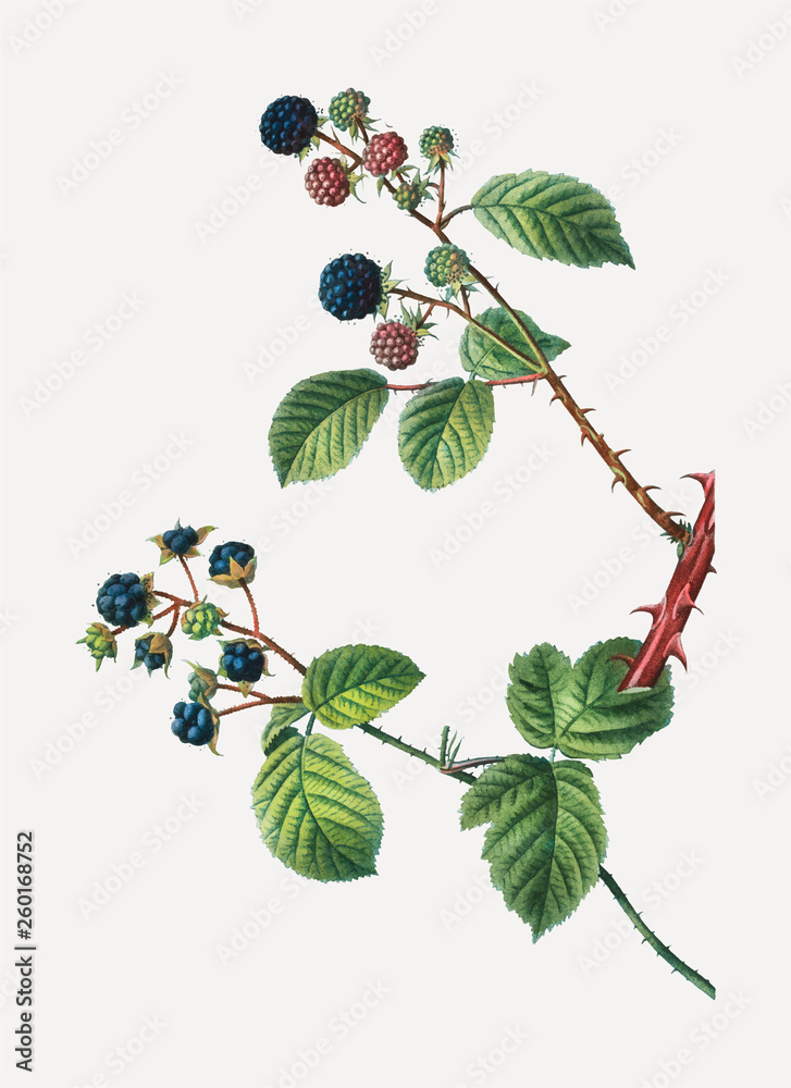 黑莓灌木