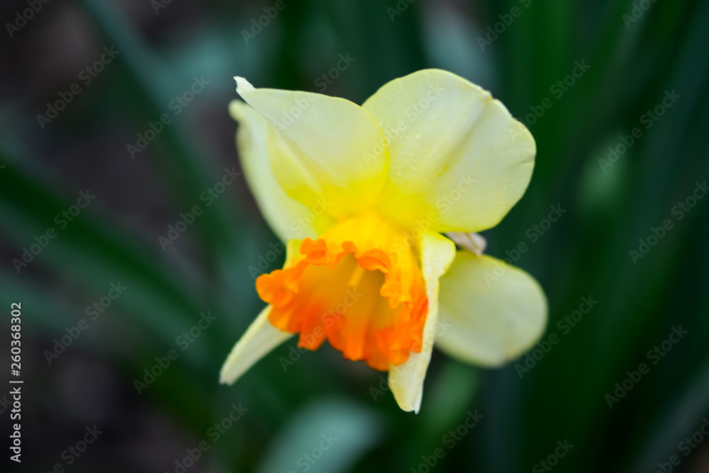 美丽的春花水仙，琼菊，水仙花是一种球茎开花植物。