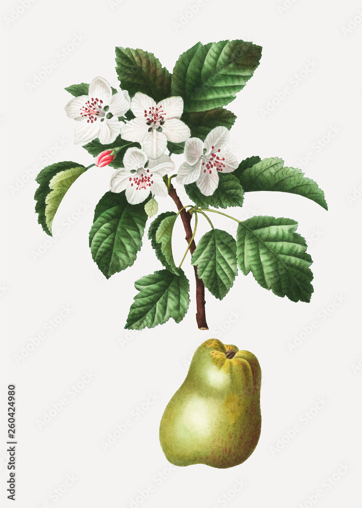 Crabapple fruit tree