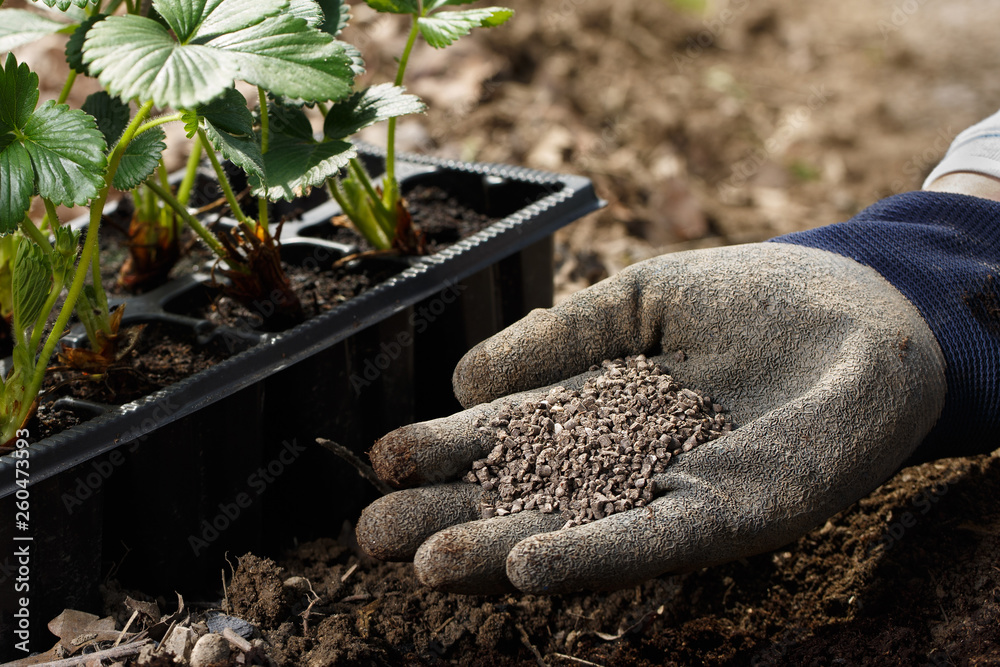 Gardener blending organic fertilizer humic granules with soil, enriching soil.