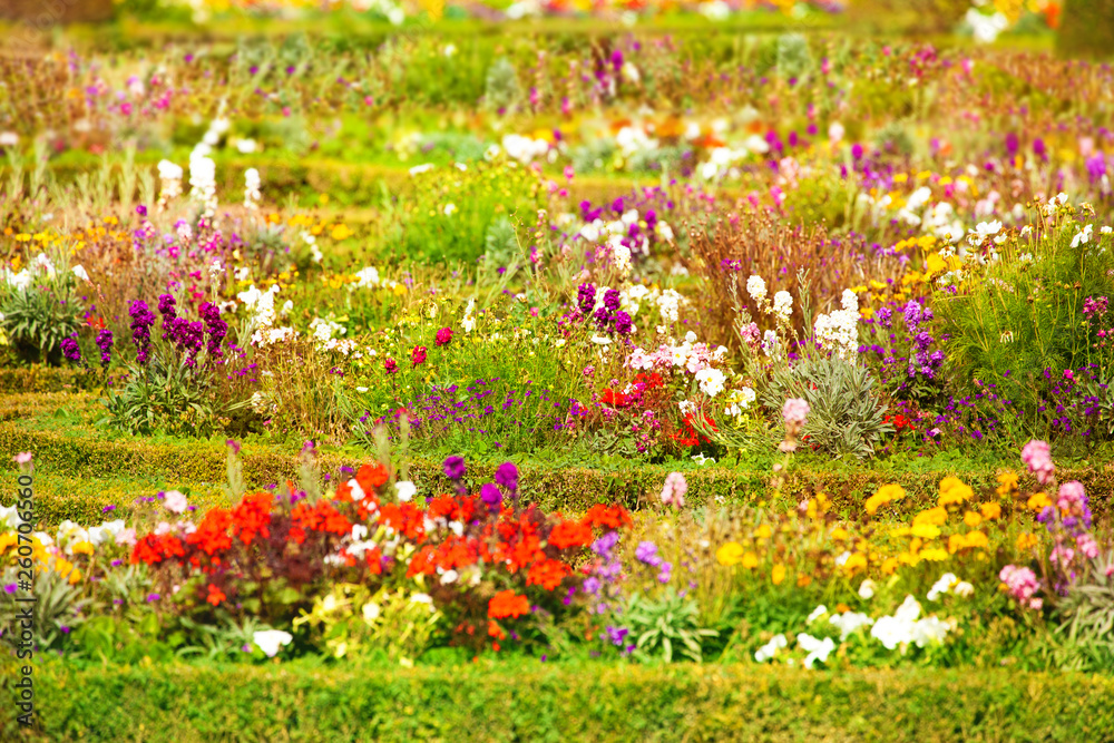 法国凡尔赛花园的花坛