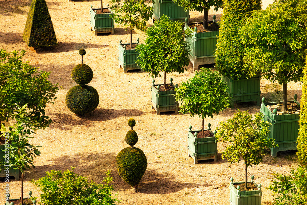 法国凡尔赛种植园，种植柑橘