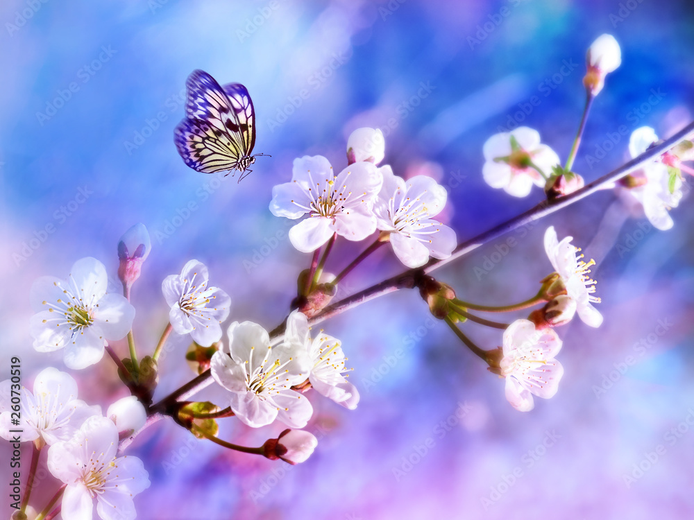 浅蓝色和粉色背景下的美丽蝴蝶和春天开花的苹果树的枝条m