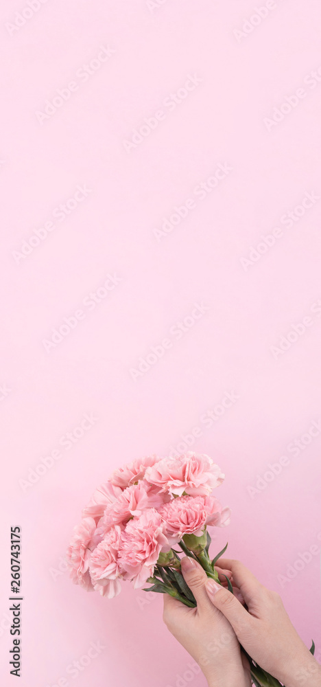 女人送上一束优雅绽放的婴儿粉色嫩康乃馨，隔离在淡粉色的背上