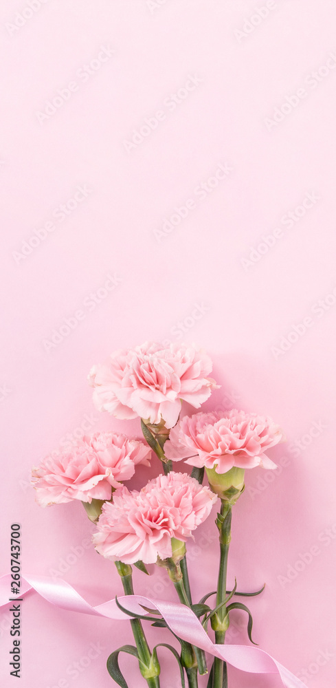 美丽的新鲜绽放的婴儿粉色嫩康乃馨，隔离在明亮的粉红色背景上，mothe