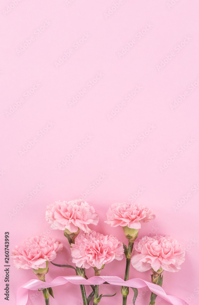 美丽的鲜粉色嫩康乃馨，隔离在明亮的粉红色背景上，mothe