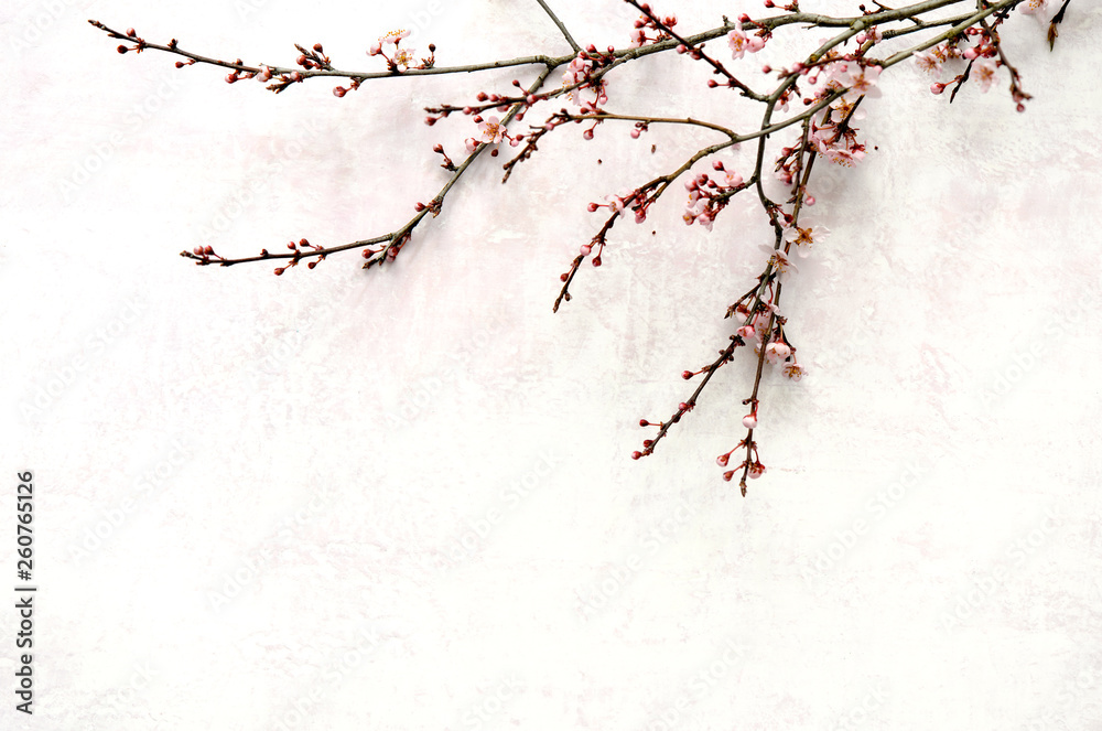 Spring blooming branch lying down on pink pastel background