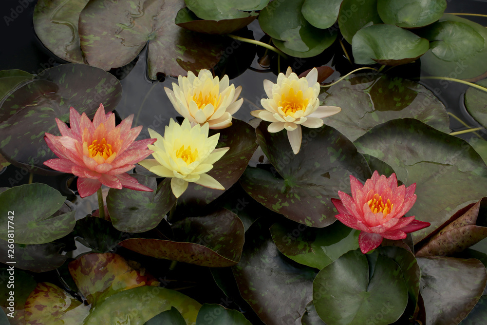 Beautiful water lily flowers in the lake .Nymphaeas reflection in the pond