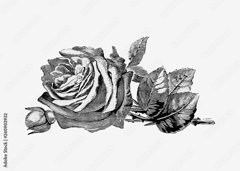 复古玫瑰插图
