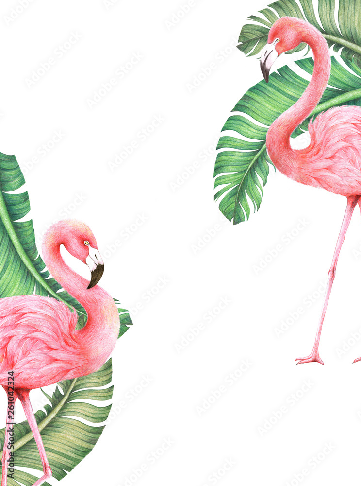 火烈鸟背景，活珊瑚色调2019，插图，彩色铅笔技术