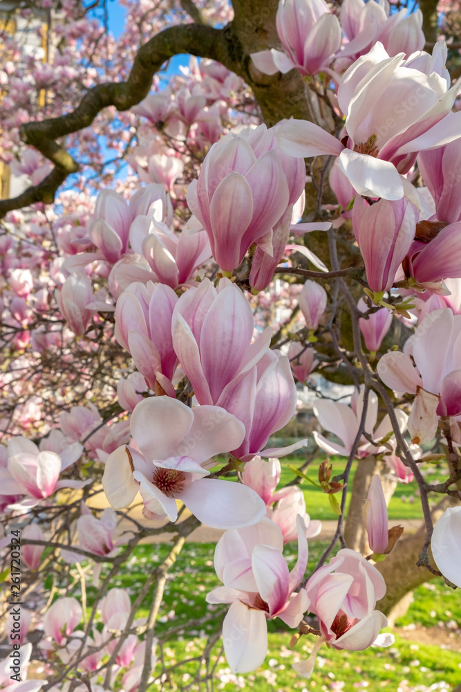 Magnolia x soulangeana im Küchengarten Gera in voller Blüte