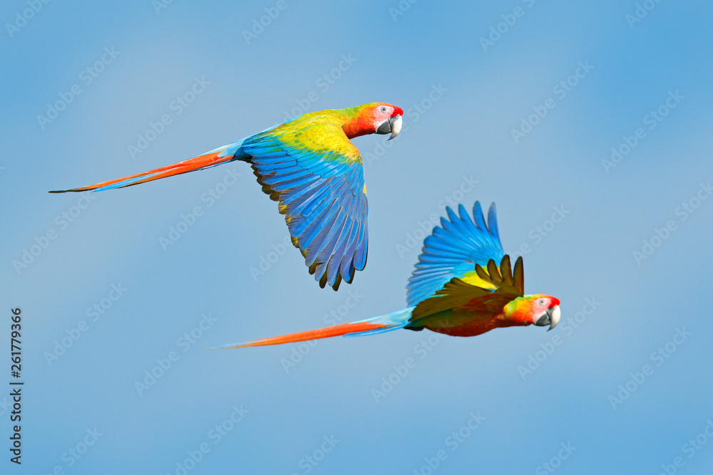 森林中的红色杂交鹦鹉。在深绿色植被中飞行的金刚鹦鹉。罕见的Ara澳门x Ara