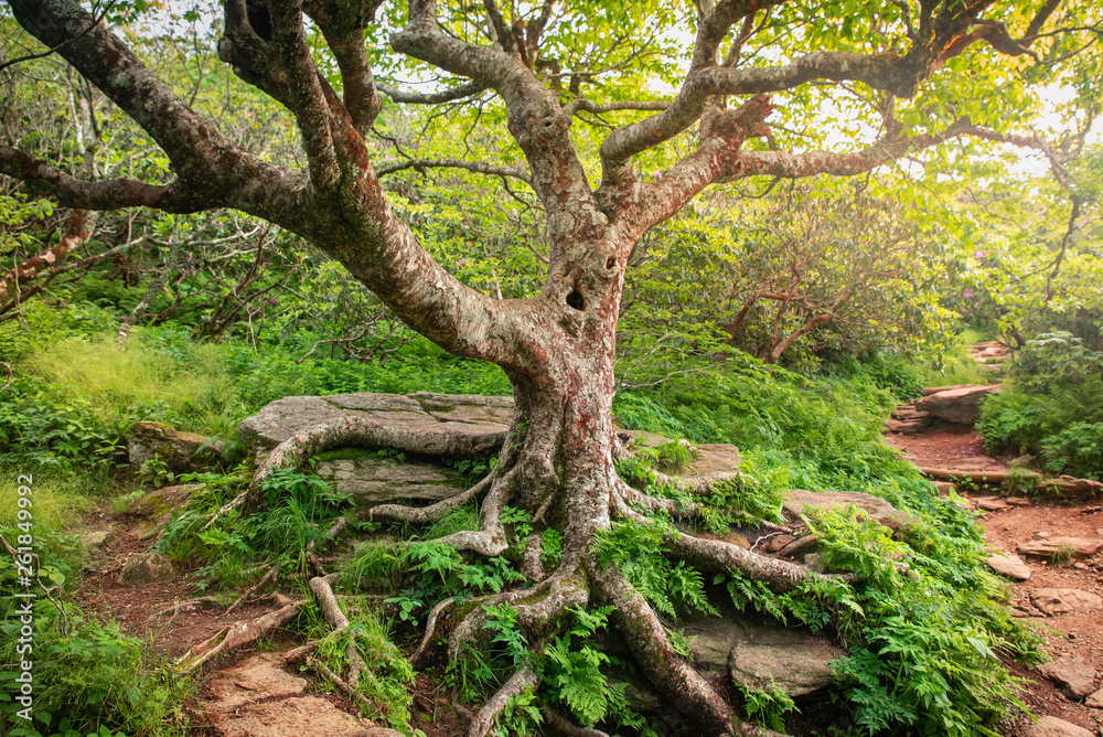 阿巴拉契亚生命之树，北卡罗来纳州登山道
