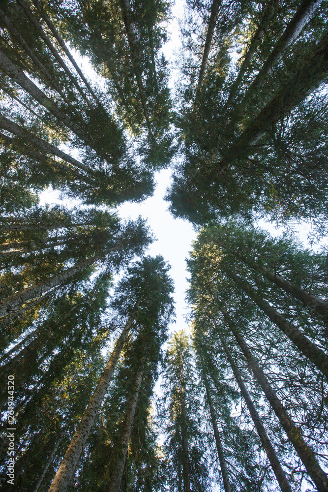 Forest canopy of dense spruce forest against blue sky, unique view from below.