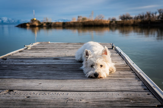 dog on beach dock lake