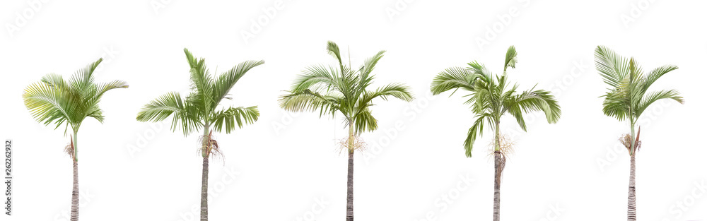 一排棕榈树被隔离在白色背景上