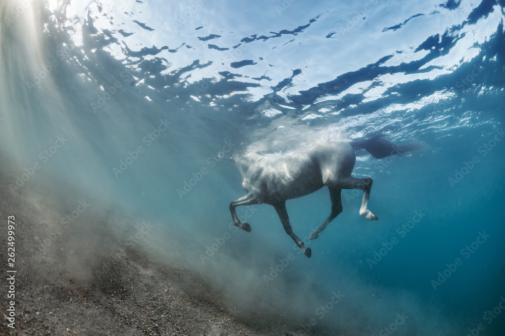 White grey horse swimming underwater view