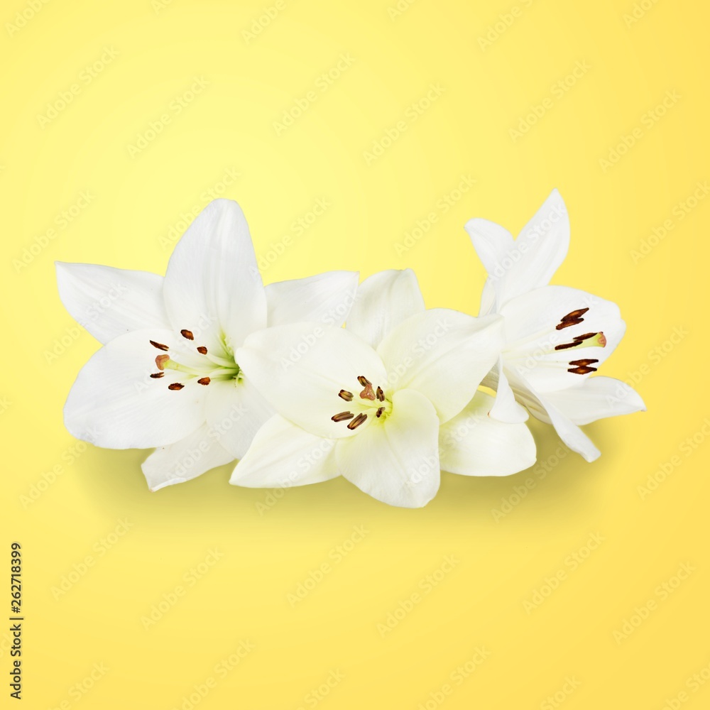 White lilies on white background and buds