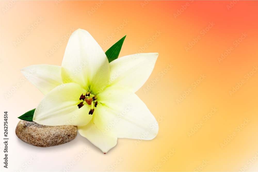 Beautiful white lily on background