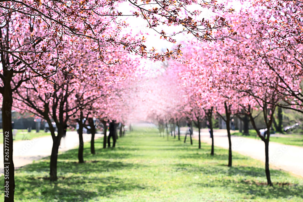 春日城市公园里美丽的樱花树