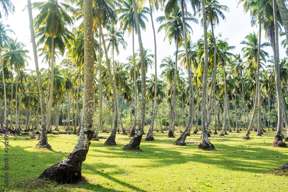 Palm groves in a garden
