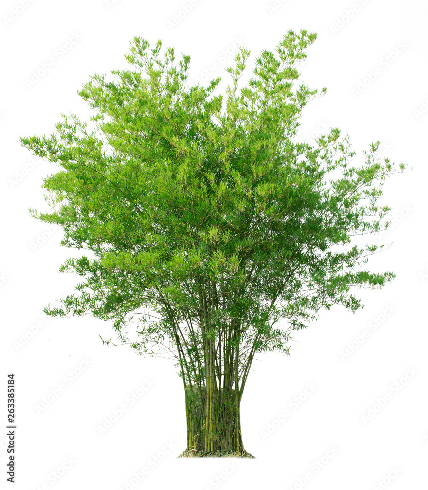 Bamboo tree isolated on white background with clipping paths for garden design