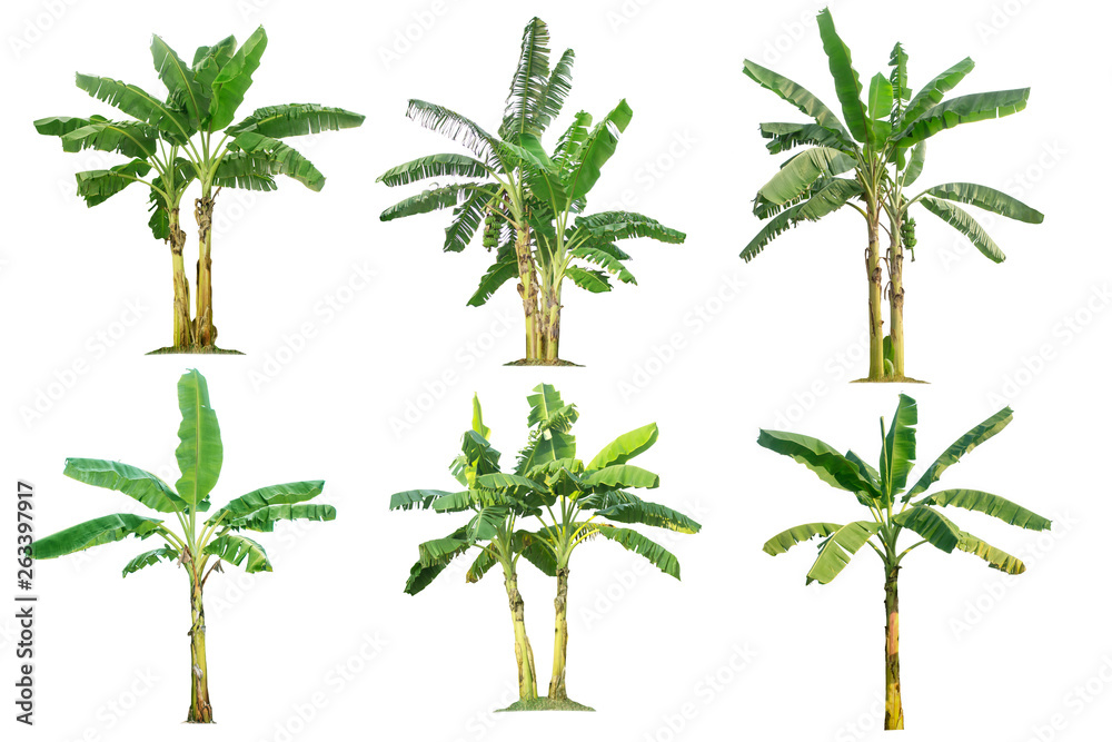 banana trees collection isolated on a white background for garden design