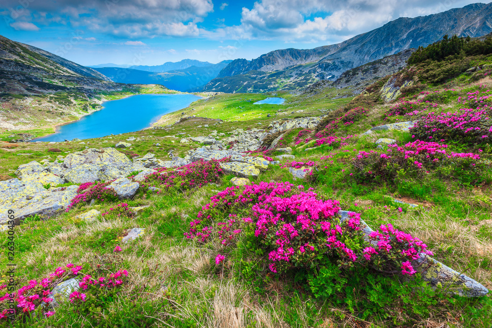 罗马尼亚雷泰扎特山脉，五颜六色的粉红色杜鹃花和布库拉湖