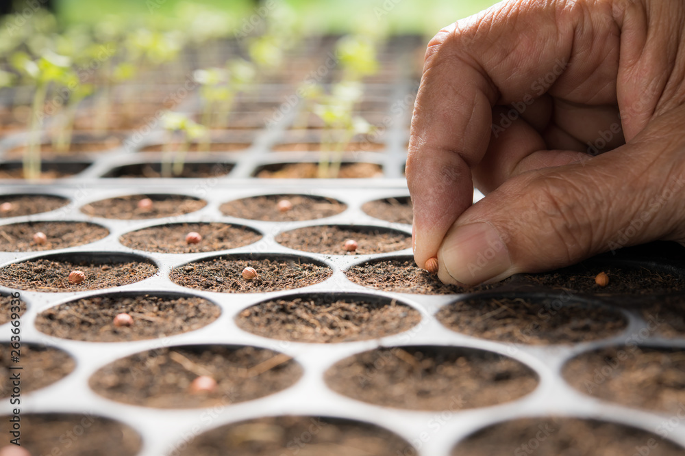 Farmers hand planting seeds in soil in nursery tray